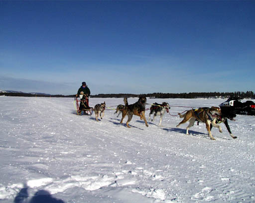 PIC20003