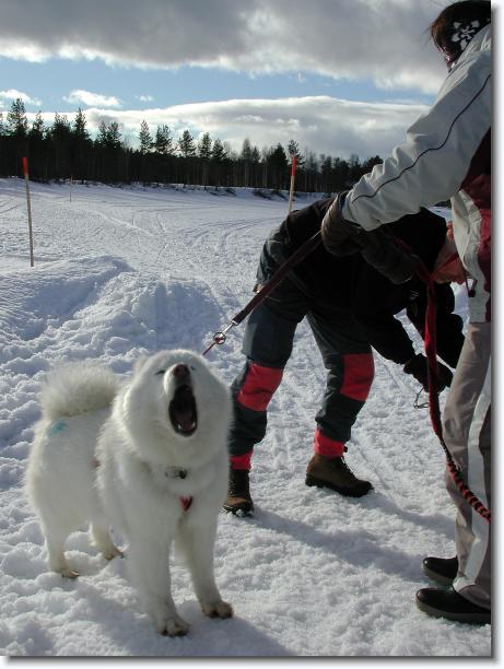 N�sta bild