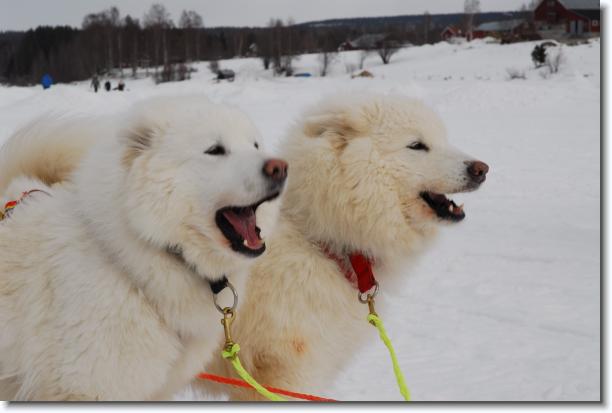 N�sta bild