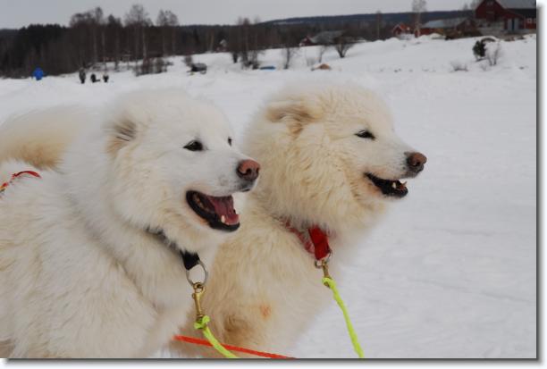 N�sta bild