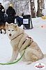 Vindelalvsdraget2019Sunday-37.jpg Vindelalvsdraget2019Sunday-37.jpg