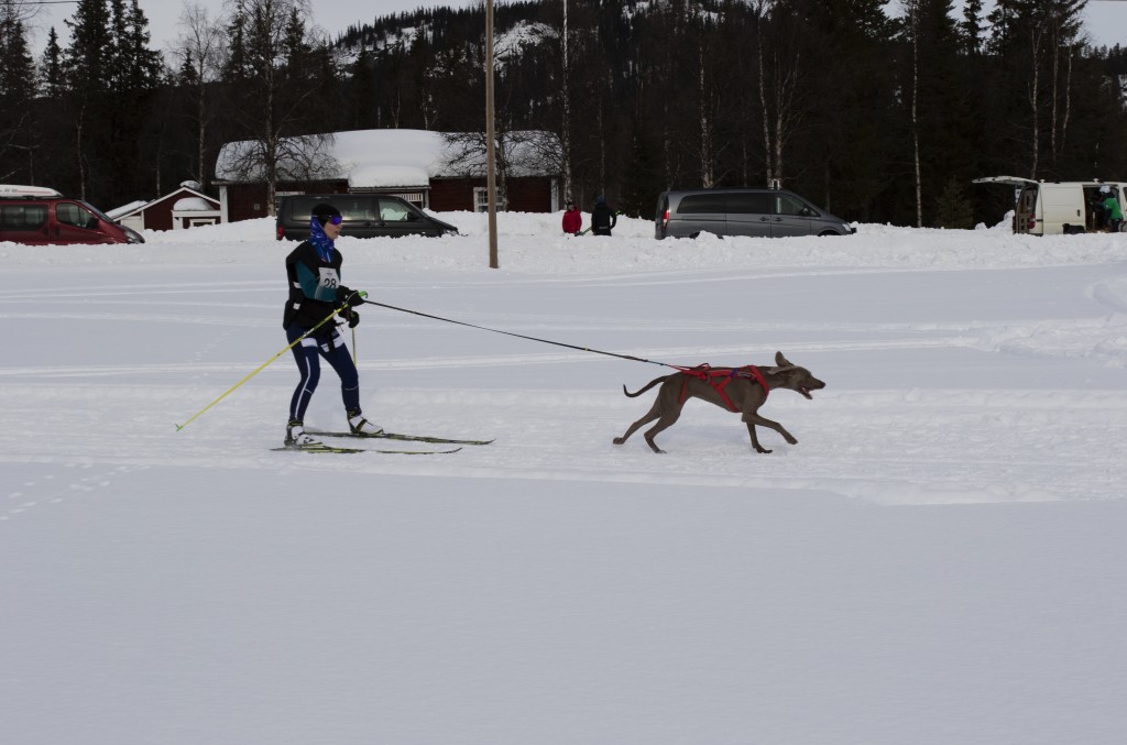 draget029.jpg
